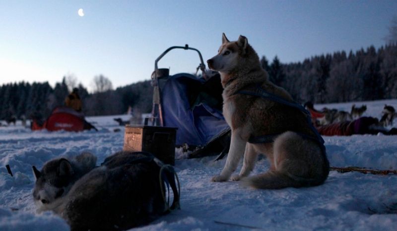 原来哈士奇可以这么帅？雪地竞赛中的它们，不是军犬胜似军犬！