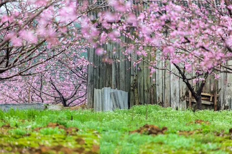 余生，想要一个院子，看花开花落
