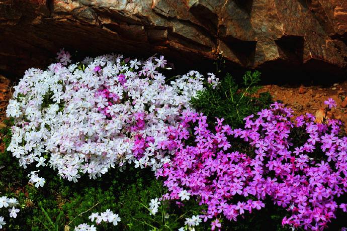 5种“漂亮花”,沾土就成活,花开200天,养一次就上瘾