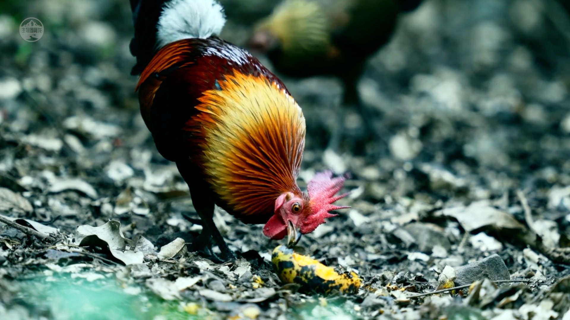 在几千年前的东南亚丛林里,红原鸡是一种野生的会飞的鸟类,它们在丛林