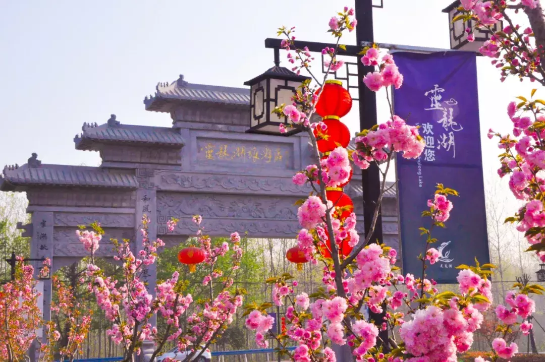 三月踏青最佳赏樱花之地,信阳这个aaaa景区免门票!