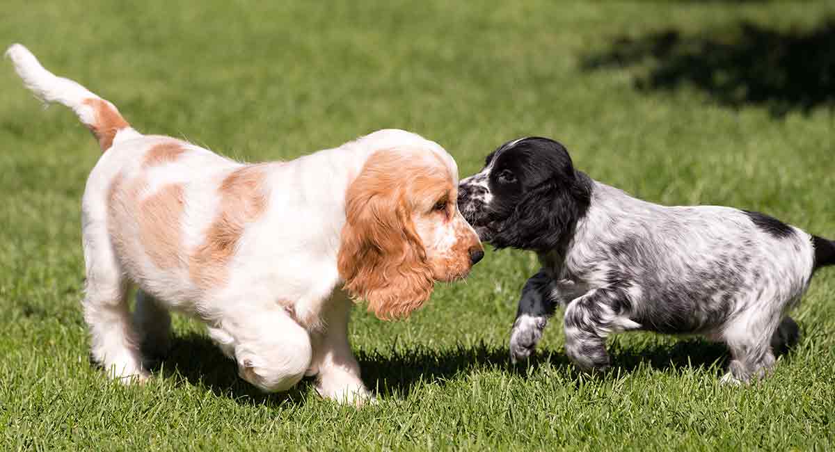 排行榜：9种最聪明的小型犬，你家狗狗在不在其中？