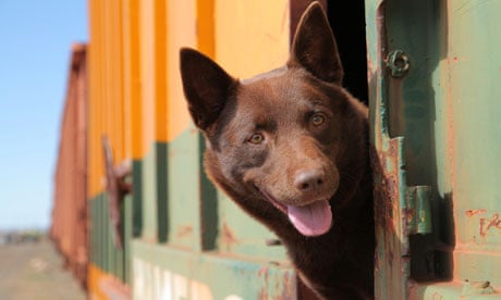 澳大利亚红犬真实故事图片