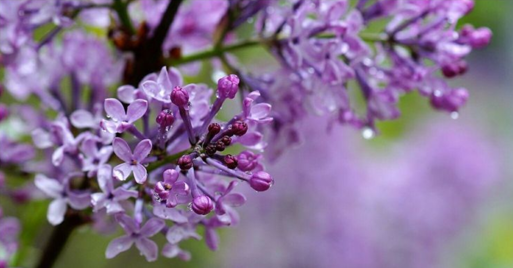 丁香花开满城香，十首丁香花的古诗词，绽满枝头，如霞如烟