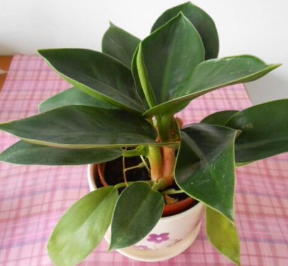 新房子有异味?就养3种植物,不仅长得漂亮,还能吸收有毒气体