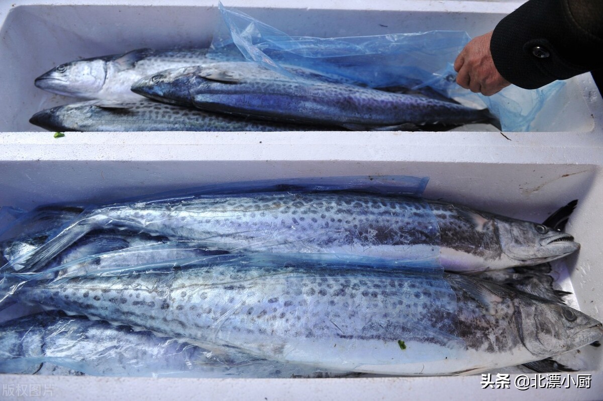 渤海鱼类大全名称图片图片