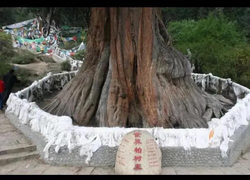 中国十大古树！都是什么树？都在哪里？