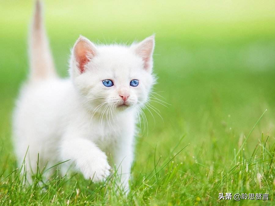 咏猫诗词精选三十三首 吸猫雅事，古已有之