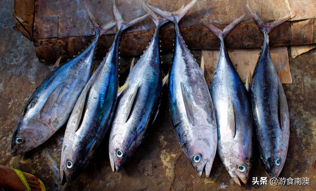 海鱼的种类图片大全(常见的5种海鱼) - 赤虎壹号