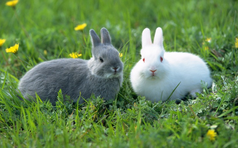 家养兔子吃什么