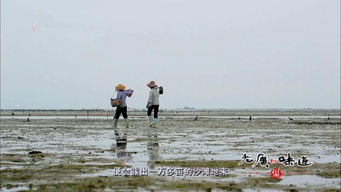 广东湛江，一种海鲜常让游客不敢动筷子，却有“天然味精”的美誉