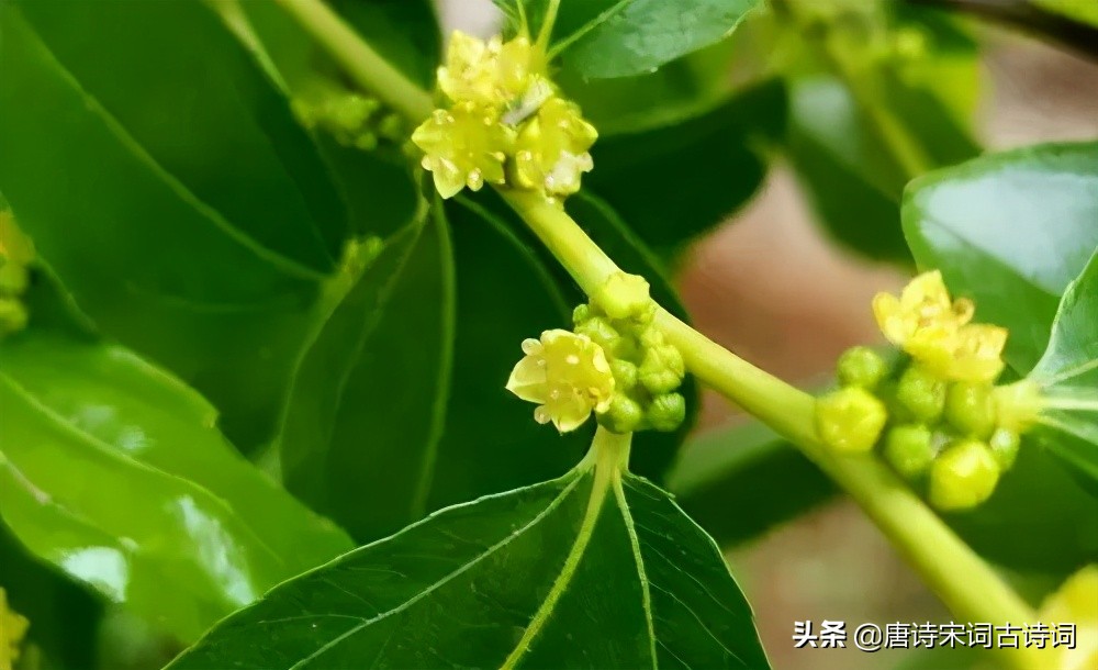 一帘微雨枣花香