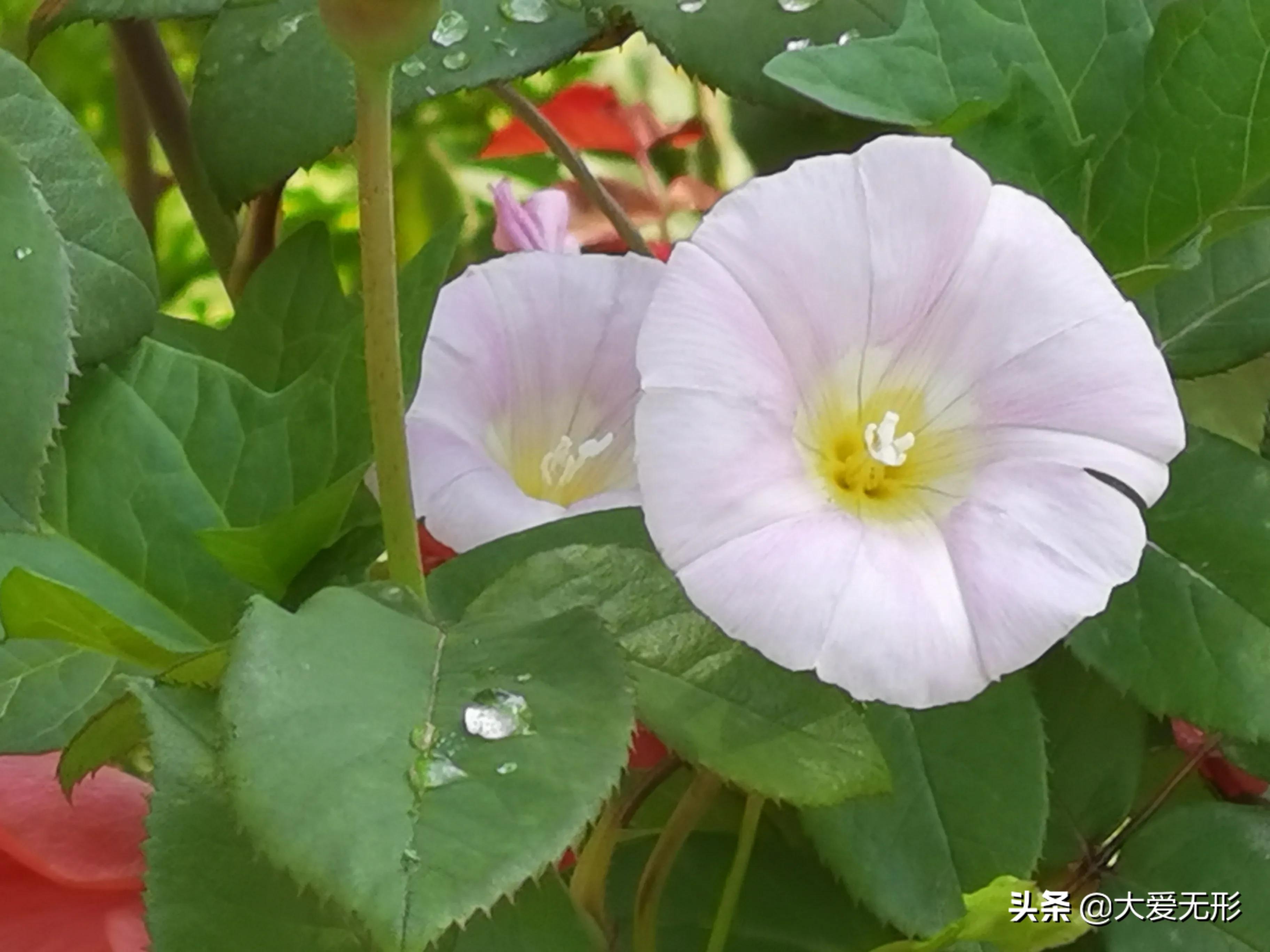 「五律」雨后西郊公园即景