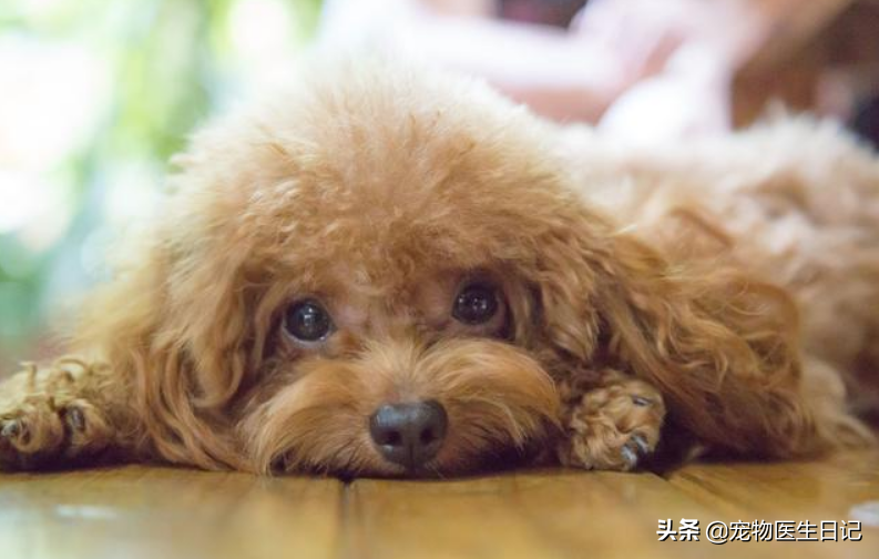 辟谣：犬疥螨病很简单，其实简单中也有很多小细节要注意