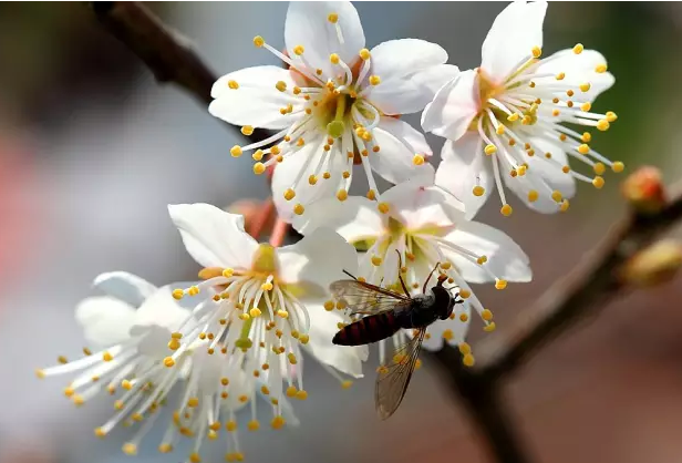 这些水果你都吃过，但它们的花你未必见过！快来一睹为快