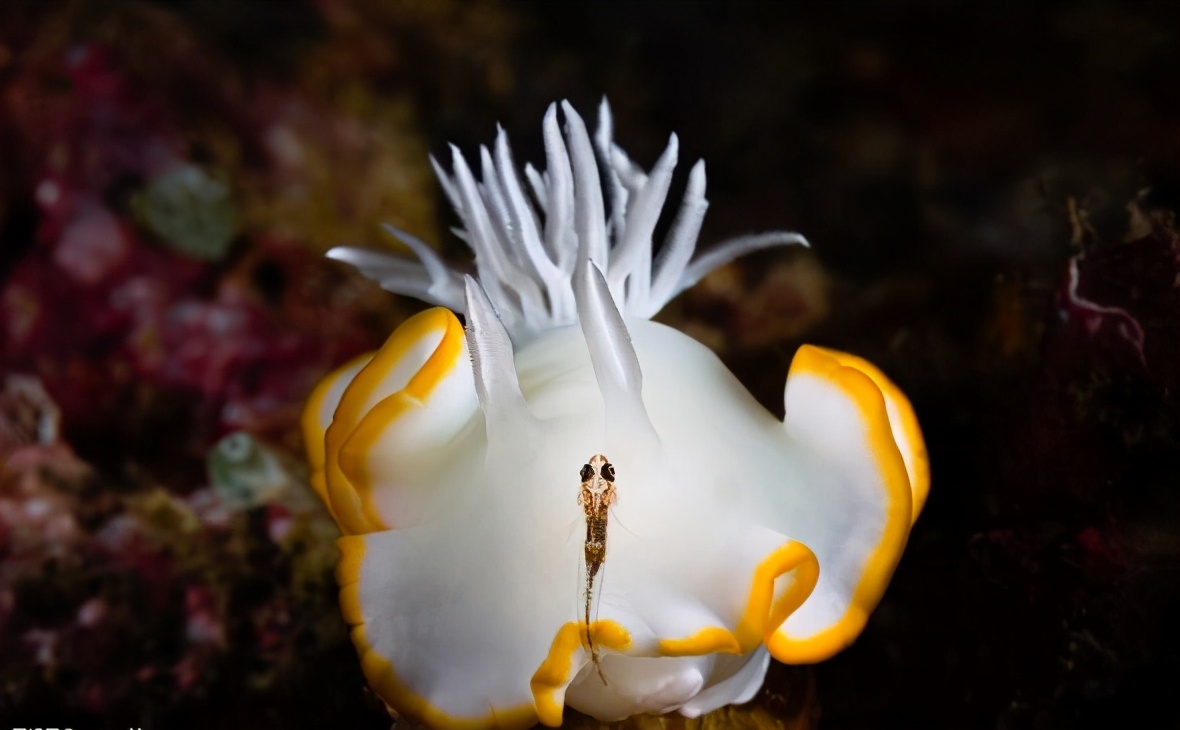 萌萌的海兔,奇葩的生物,看看就好,千万别碰,它的本领可不简单
