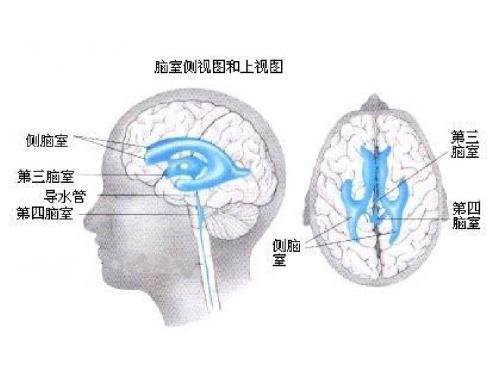 体检查出的“脑萎缩”是病吗？需要如何治疗？听脑科医生怎么说