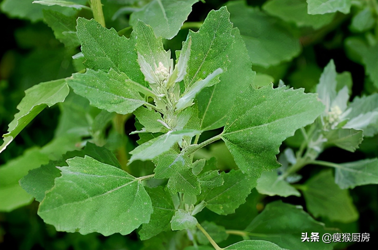 40种野菜图片大全,教你认识不同的野菜和吃法,你想要的野菜都有