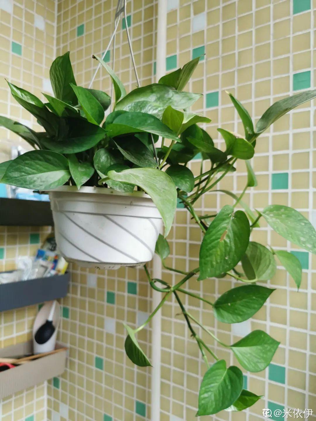 6种花特耐阴,光照不好也能养好,适合北阳台