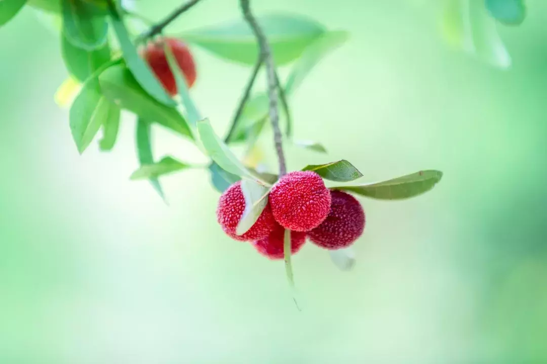 夏至 | 愿你在炎暑，有良人送爽，有凉风袭人