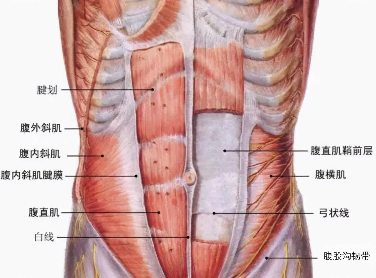 肚子两侧疼痛原因及下腹腹部赘肉锻炼方法