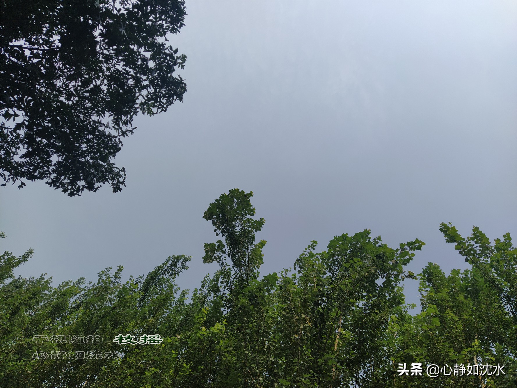 雨后微风送爽，静闻夏草幽香