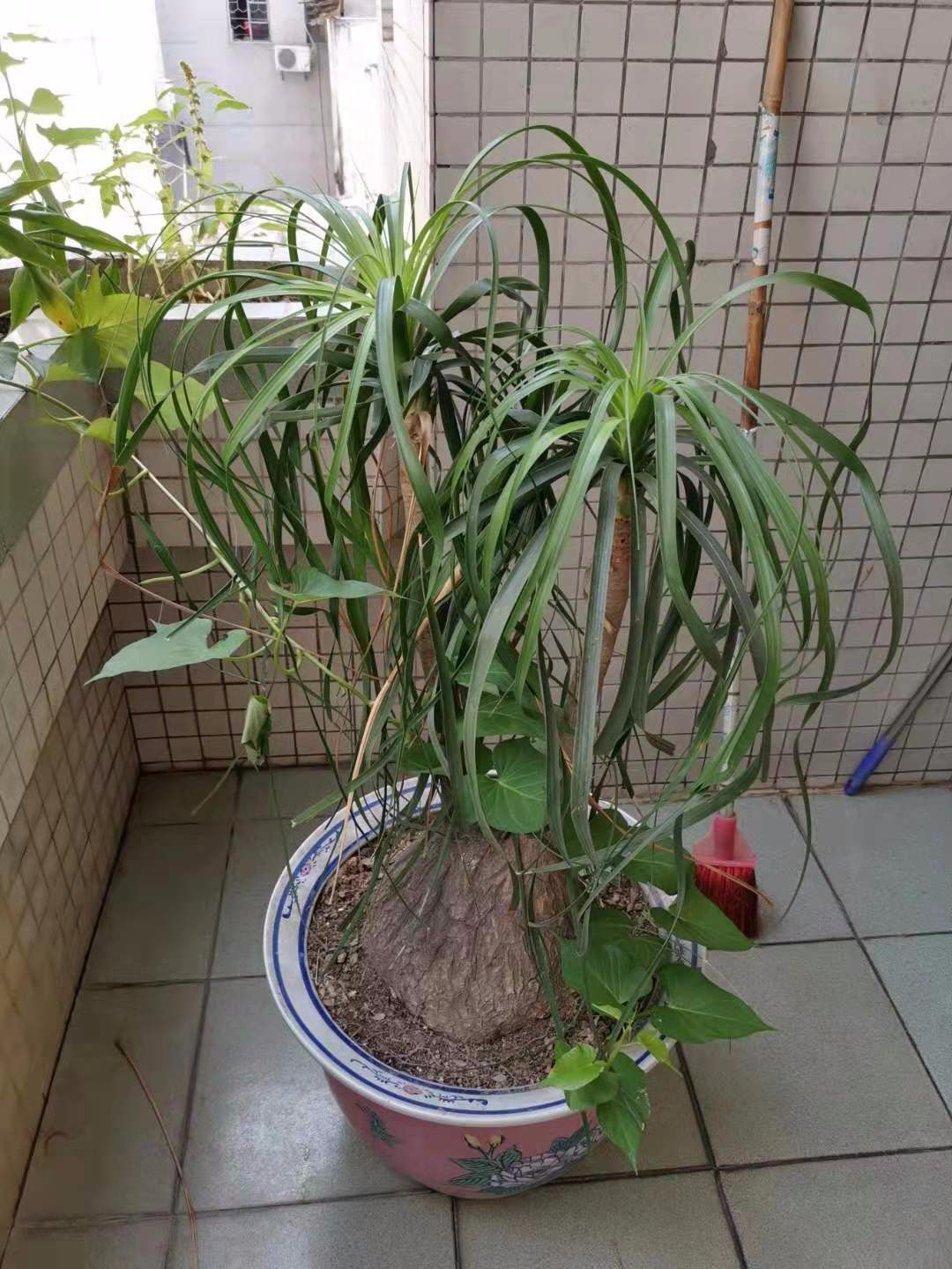 大客厅摆这10种大型绿植,叶子常年翠绿,还不用经常打理