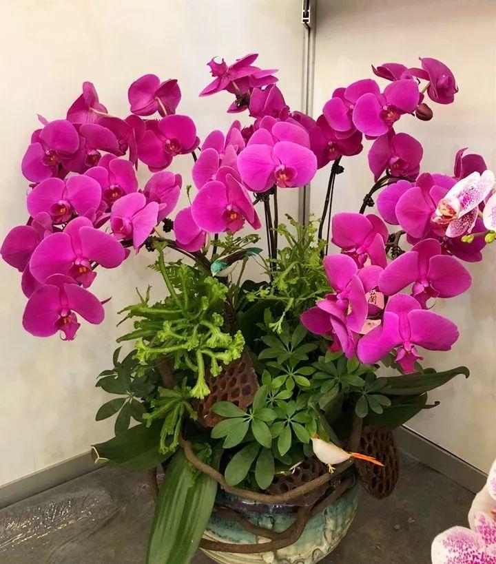 喜事送什么花（送花不送盆什么意思）