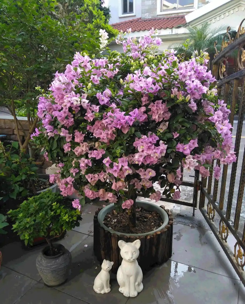 20种“懒人”花草，阳台客厅必备，好养好看，还能净化空气