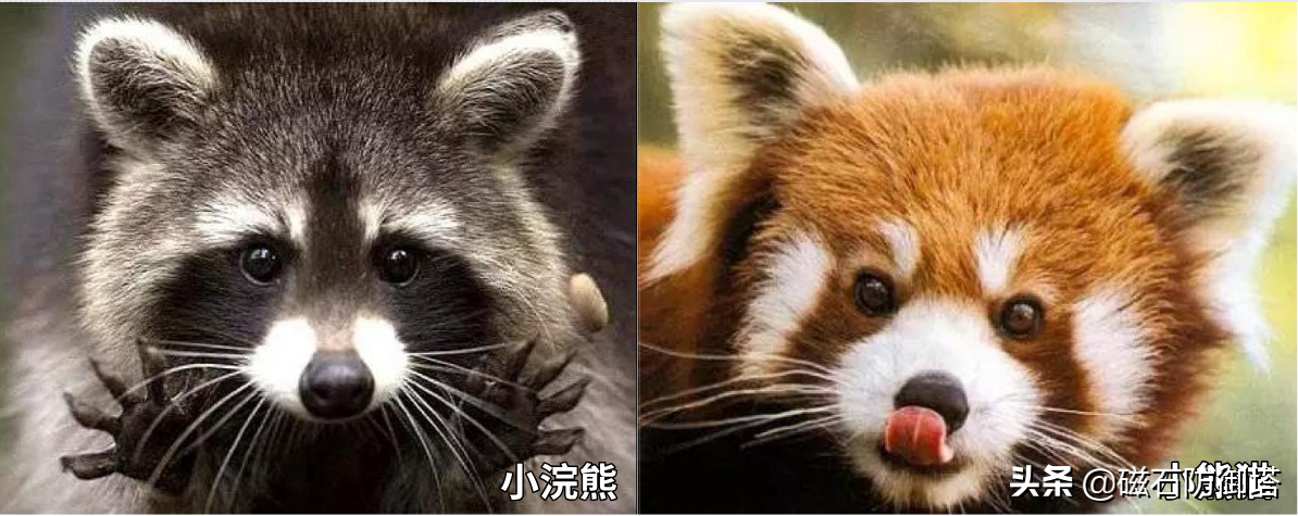 小熊猫：我不是大熊猫的宝宝，也不是干脆面，我是独一无二的