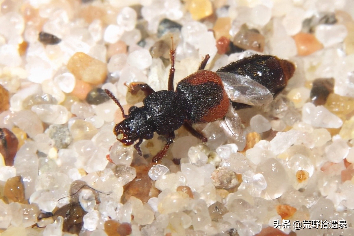 隐翅虫分布地区秋季小心隐翅虫详解