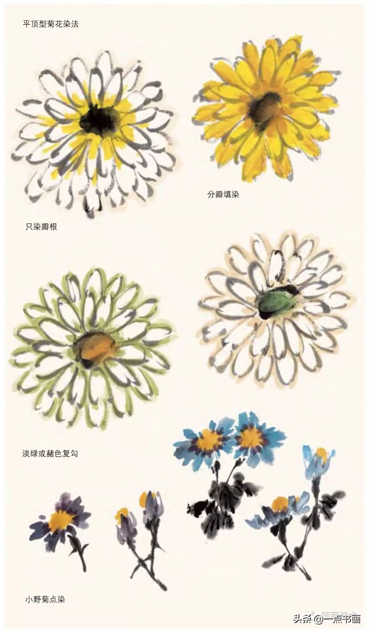 菊花花头的画法菊花经人工培养品种非常丰富,一般多为秋后开花,具有