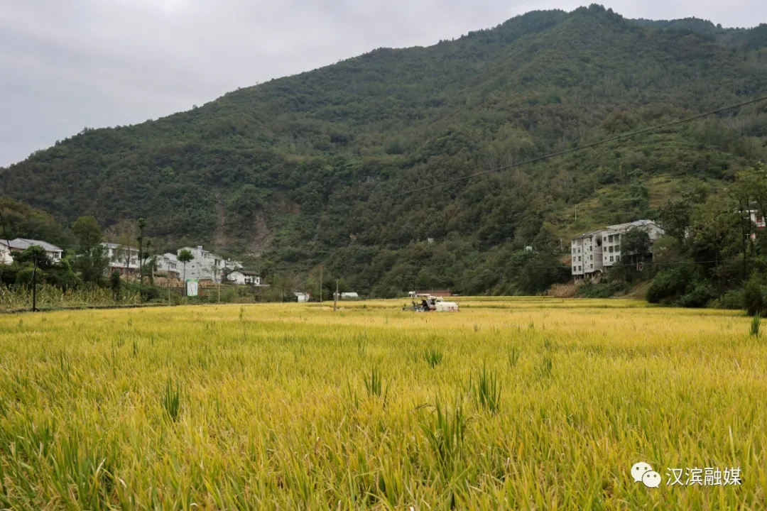 汉滨：水稻成熟好“丰”景