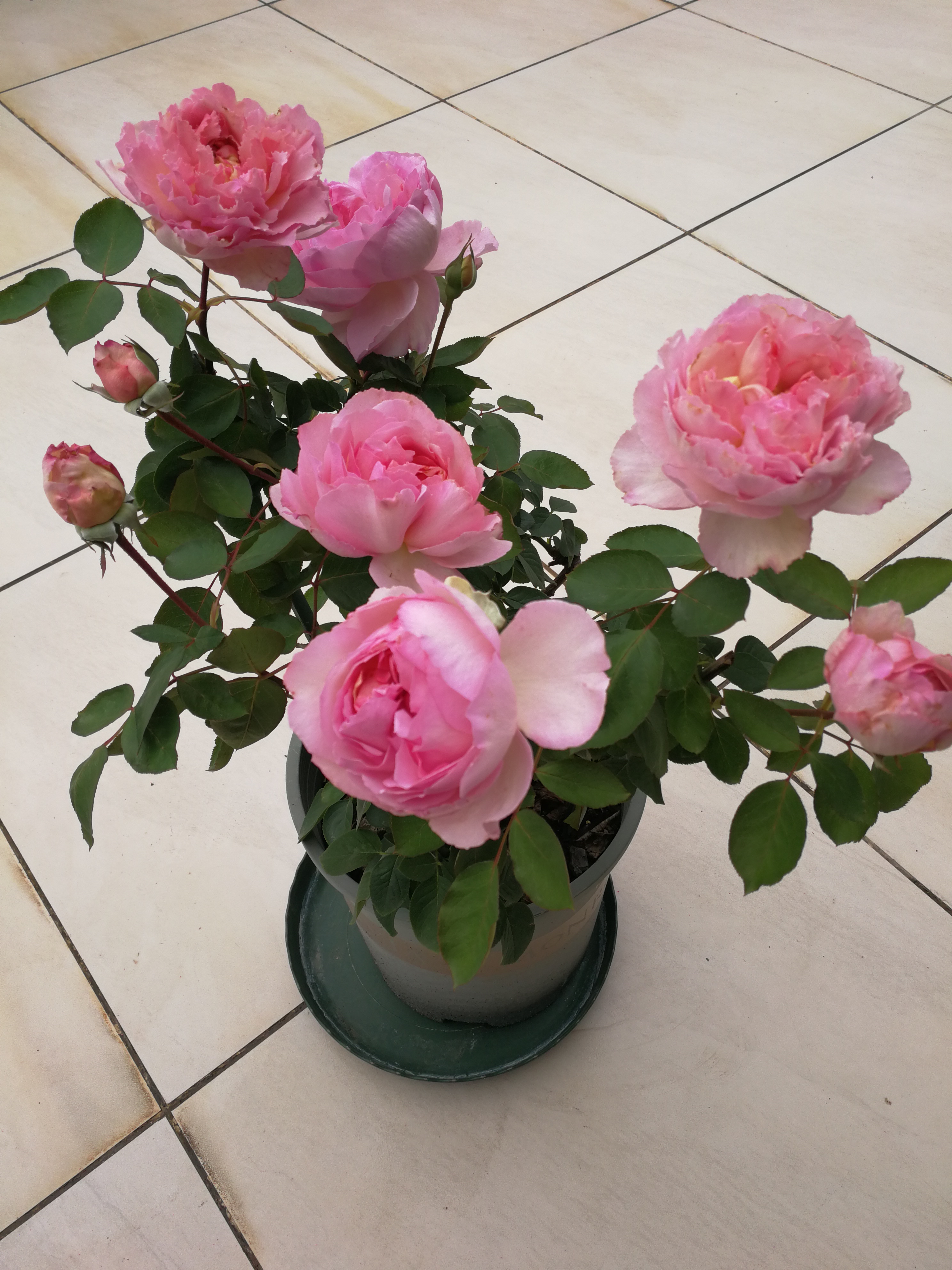 月季伊芙一号怎么养小技巧「精心整理」 -骁龙网