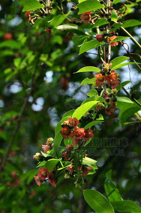 黄牛茶,见过吗?嫩叶作清凉饮料,能解暑热烦渴,预防感冒