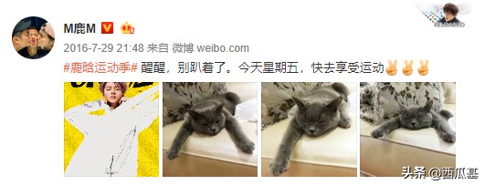 鹿晗到底养了几只宠？原来他最钟情于这种猫
