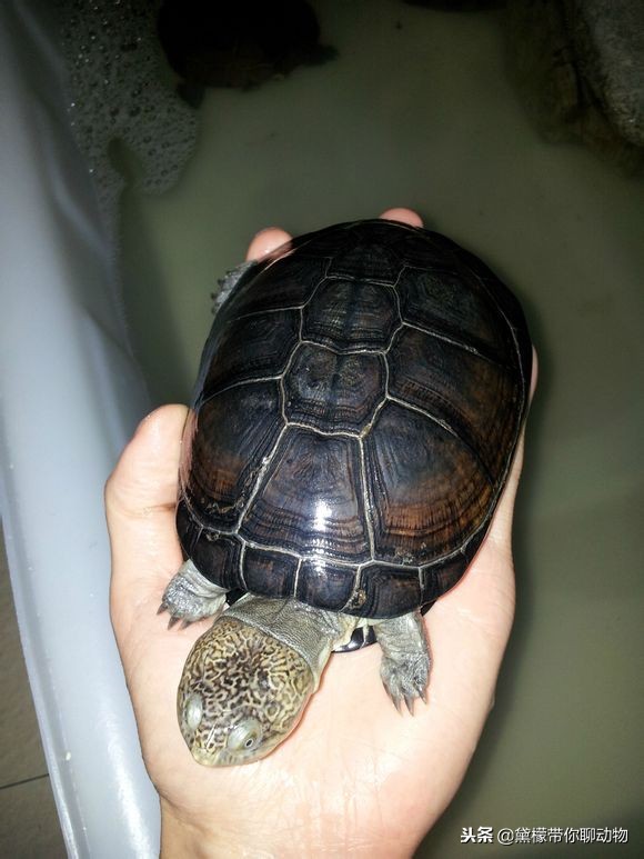 东非,西非都有韧带,可以闭壳,并非奸商所说,西非不能闭壳,东非能够