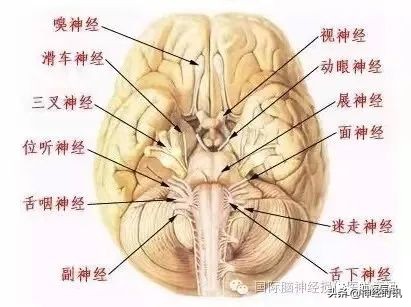 十二对颅神经解剖及损伤后表现