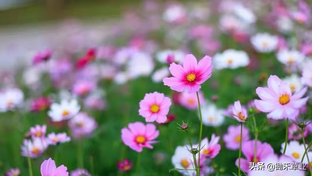 格桑花和波斯菊的區別(格桑花-波斯菊)