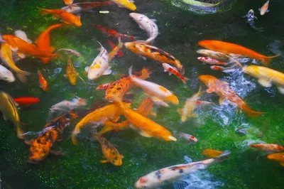 健康观念：治与调的区别