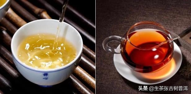 生普洱茶和熟普洱茶的区别（一分钟教你了解普洱生茶）