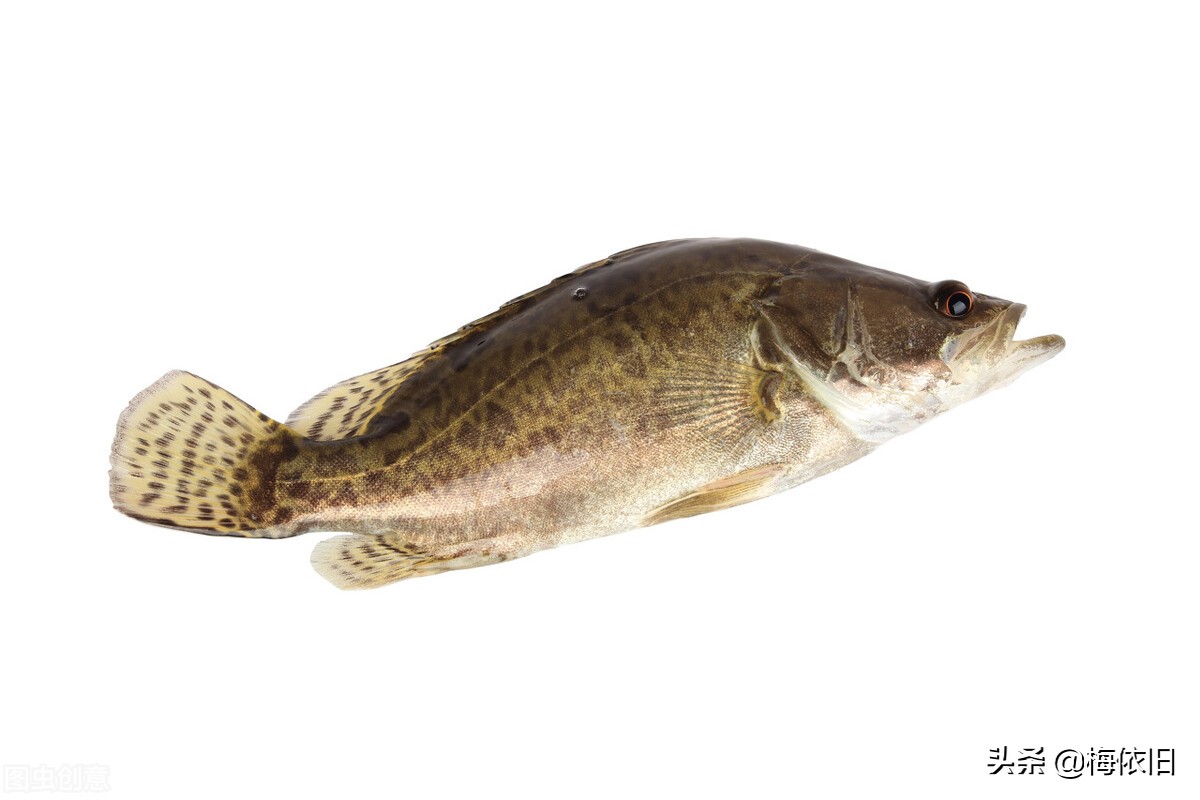 10大名贵食用鱼及价格图片(十大最好吃的海鱼排行榜) - 小知识