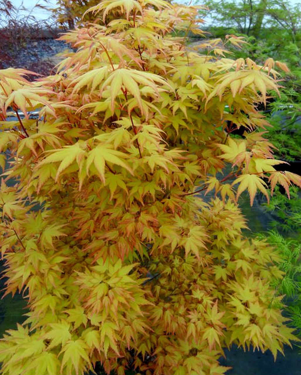 枫树的特点是什么(科普关于枫树的小知识)