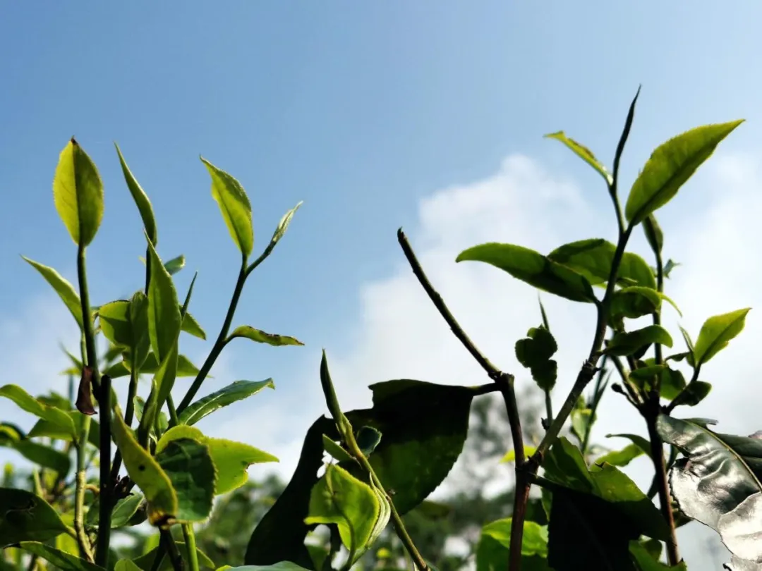 茶文化，蕴藏着哪些内涵？