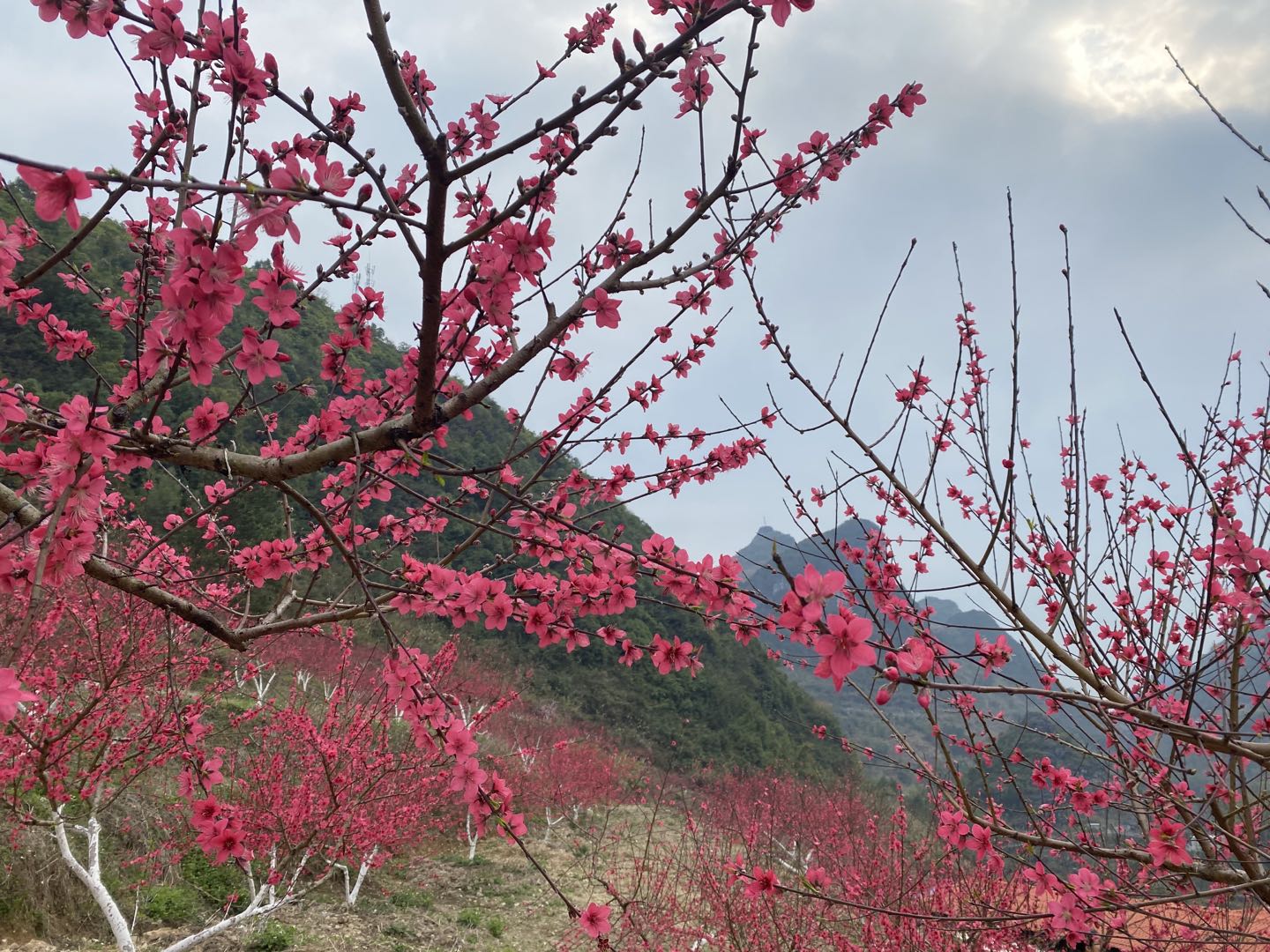 马山鹰嘴桃｜桃花与云海相伴，美如画卷