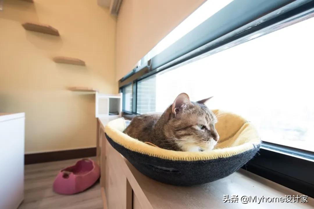 8只猫与人共住,舒适北欧风!竟是宜家爆改出租房!猫皇不亦乐乎