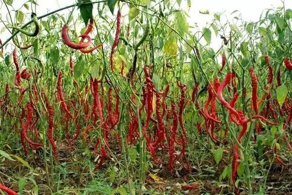 全国十大名椒新鲜出炉，你知道是哪几个吗？