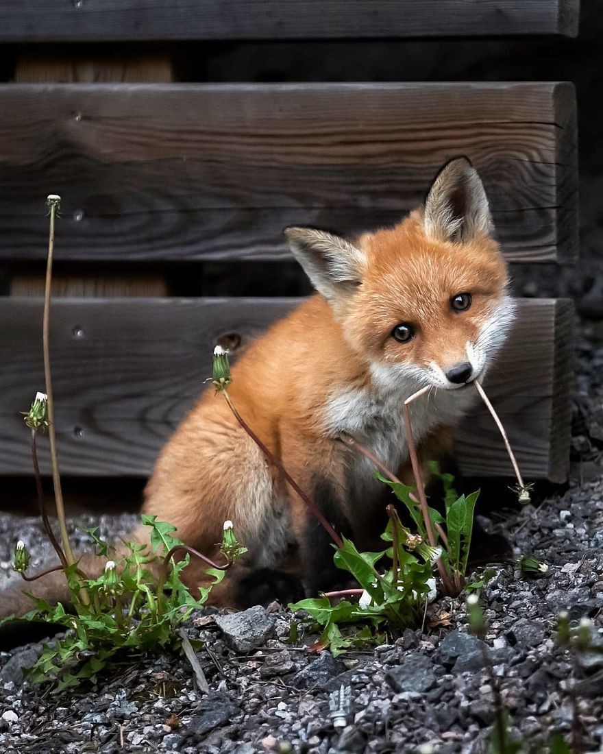 一位芬兰摄影师为小动物拍下了可爱的照片，会融化你的心