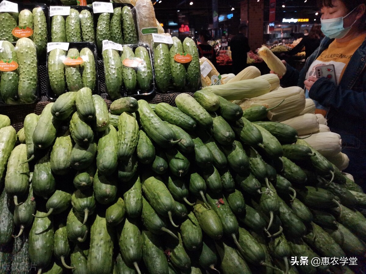 现在黄瓜多少钱一斤？近期蔬菜为何涨价？10月蔬菜行情走势预测