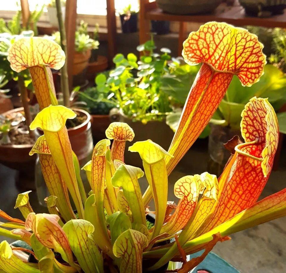 驱虫植物(12种吃蚊虫的花,养1盆,虫子全死光)